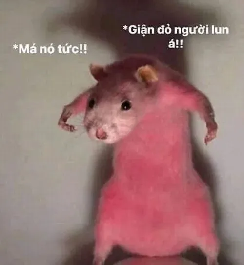 meme khinh