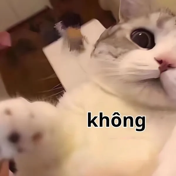 ảnh meme không