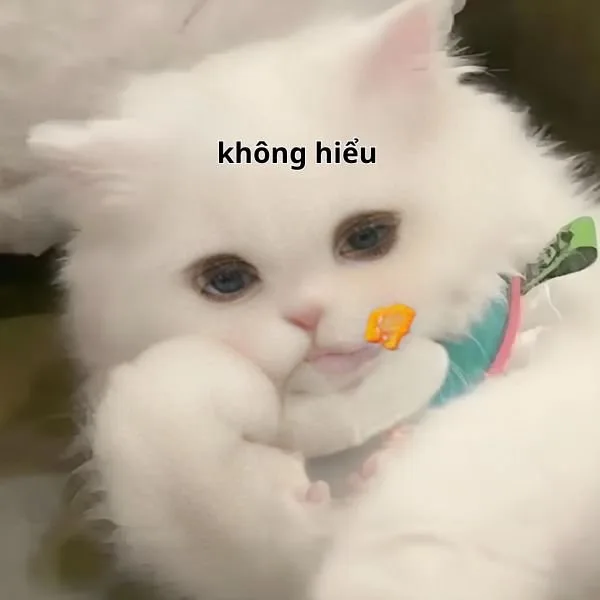 meme không hiểu