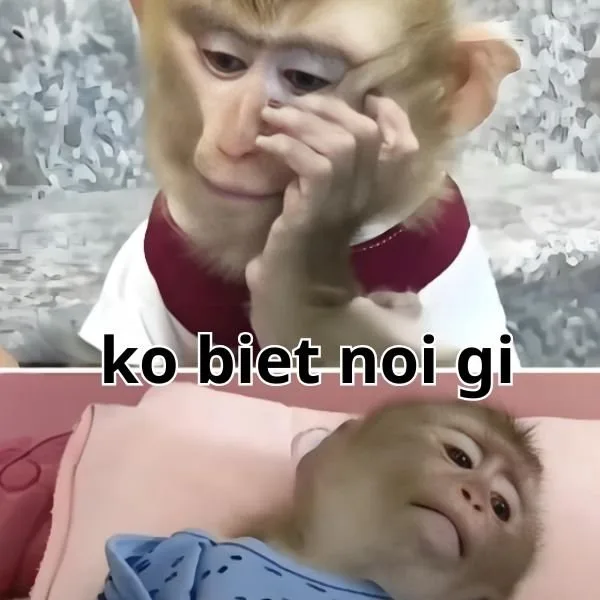 meme không hiểu