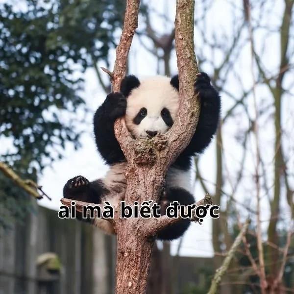 meme không hiểu
