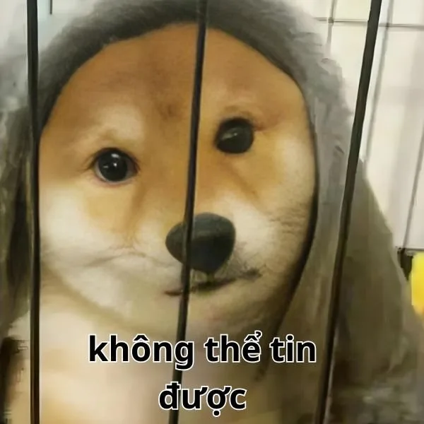 meme không