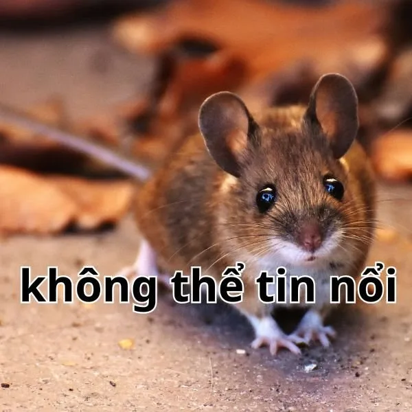 meme không