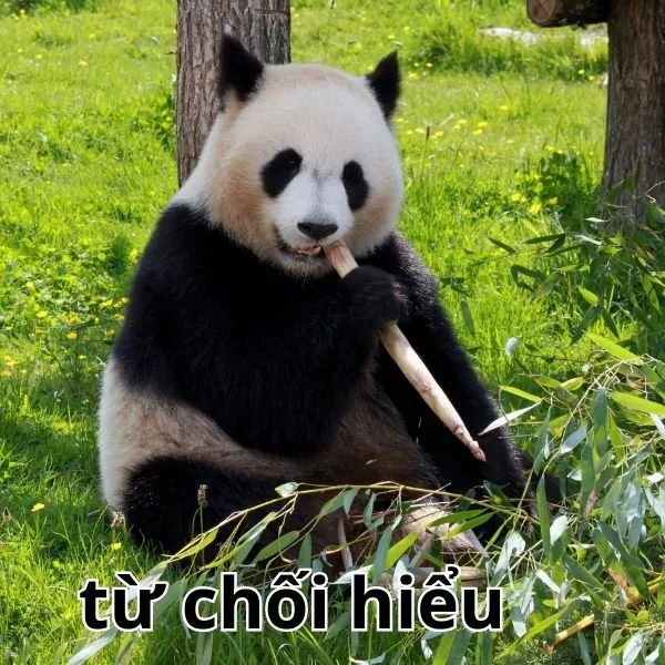 meme không hiểu