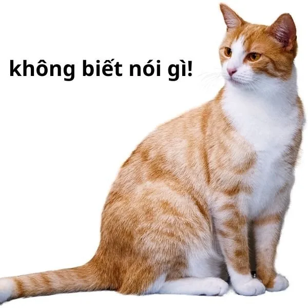 meme không hiểu