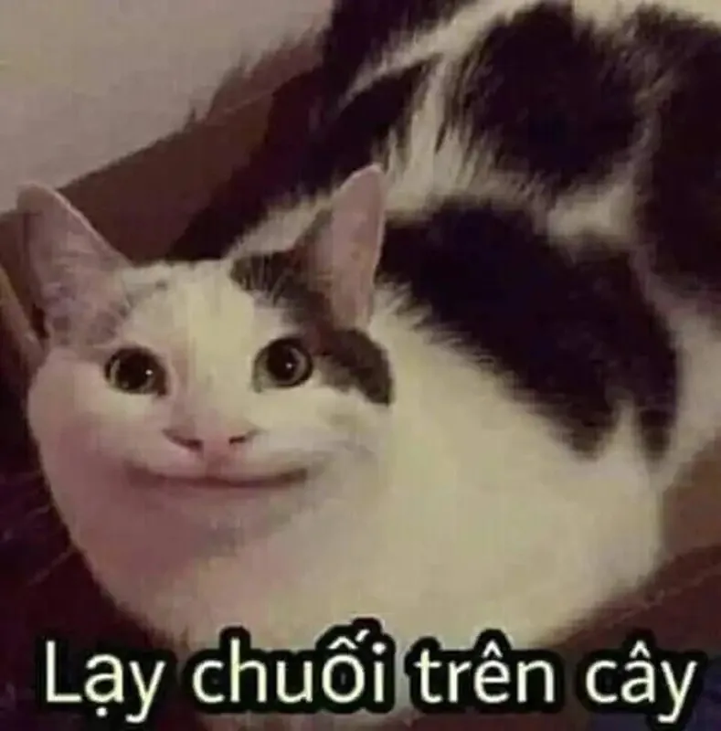 meme lạy