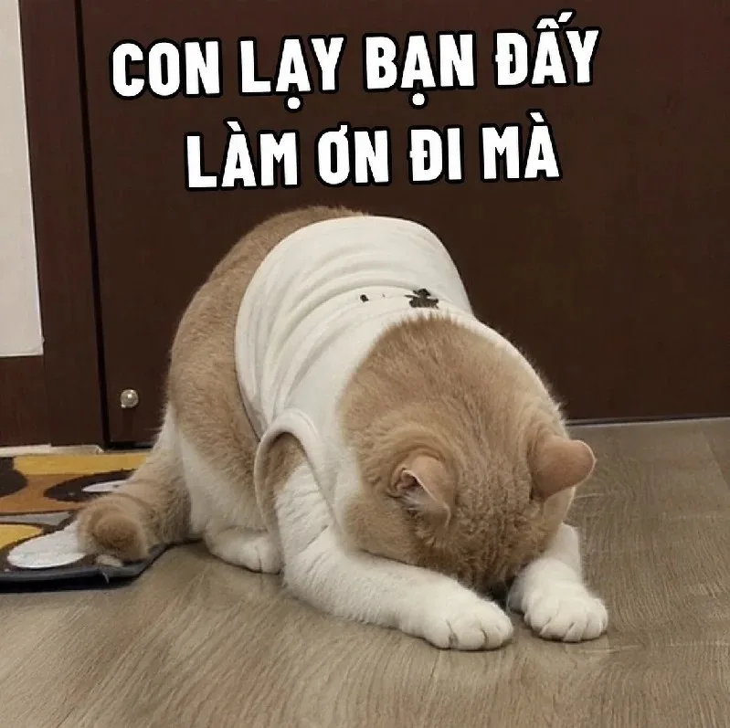 meme lạy