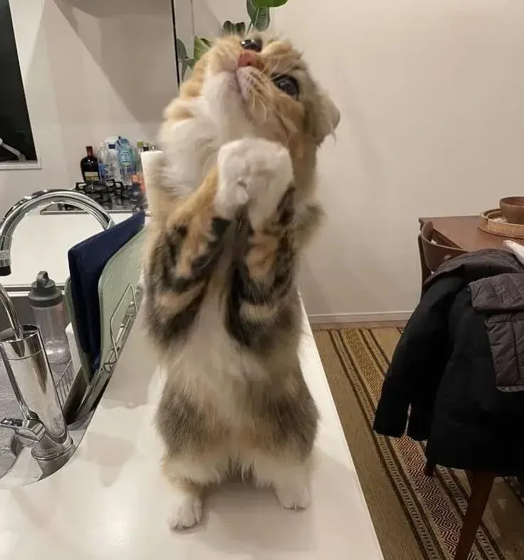 meme lạy