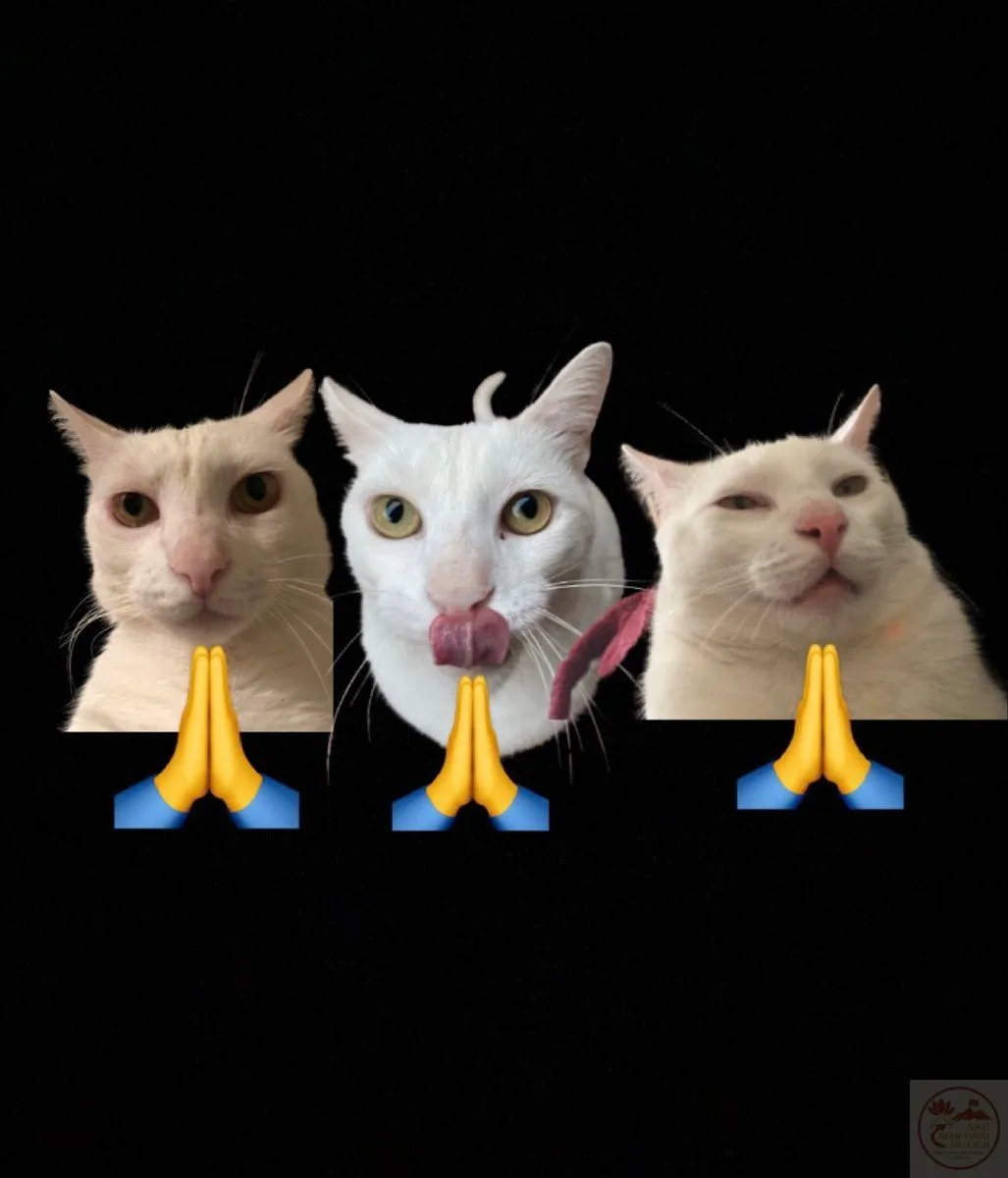 meme lạy