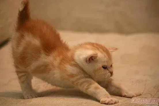 meme lạy