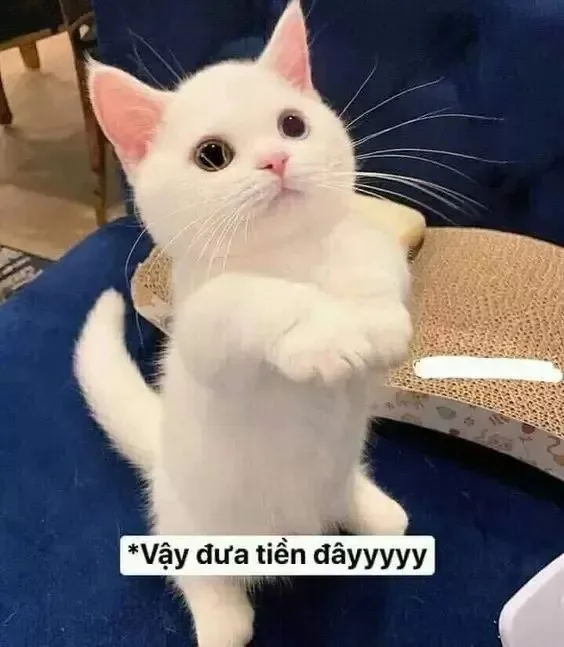 meme lì xì đâu