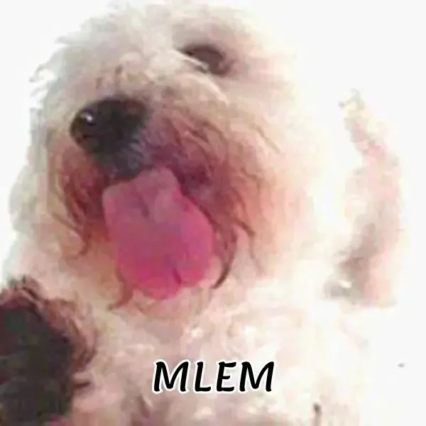 meme liếm mlem mlem