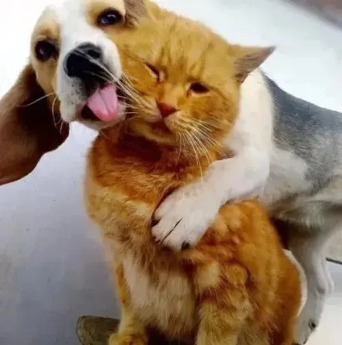meme liếm mặt