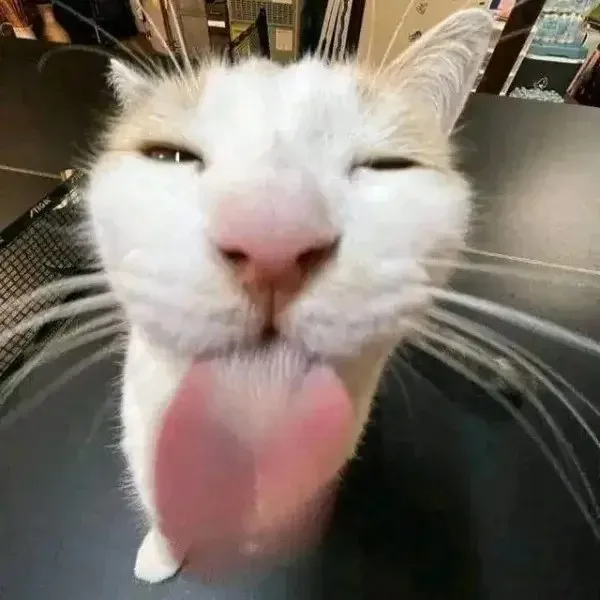 meme liếm mlem mlem