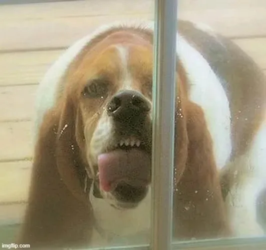 meme liếm mlem mlem