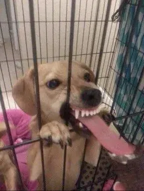 meme liếm mlem mlem