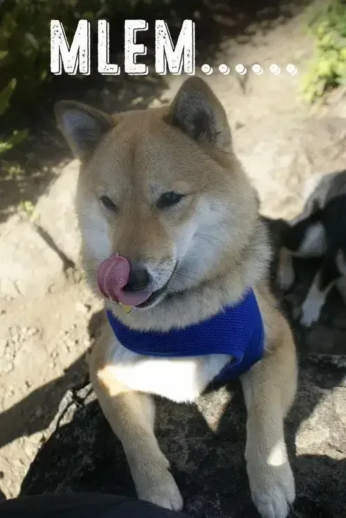 meme liếm mlem mlem