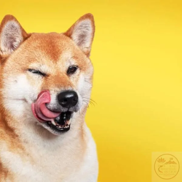 meme liếm đồ ăn