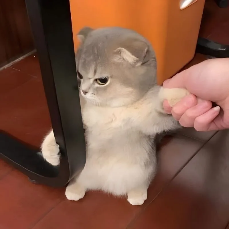 lườm meme