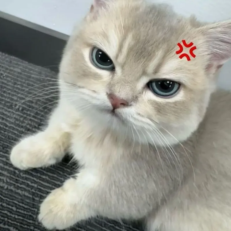 lườm meme