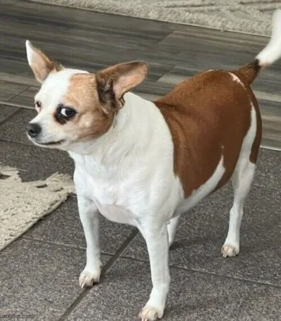 ảnh meme lườm