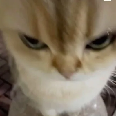 lườm meme