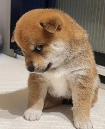ảnh meme lườm