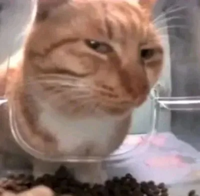 lườm meme