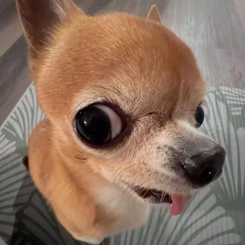 ảnh meme lườm