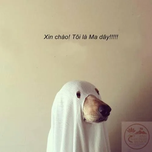 meme ma cute