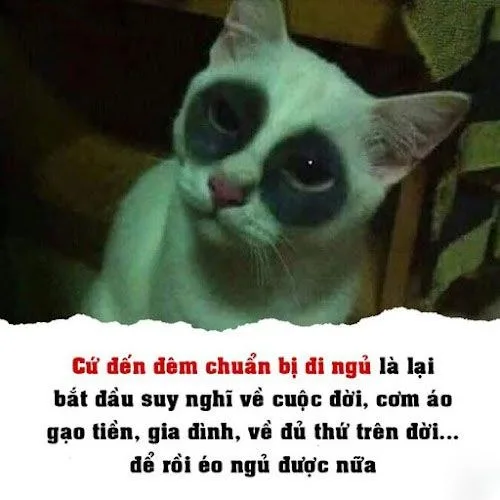 mắt thâm meme