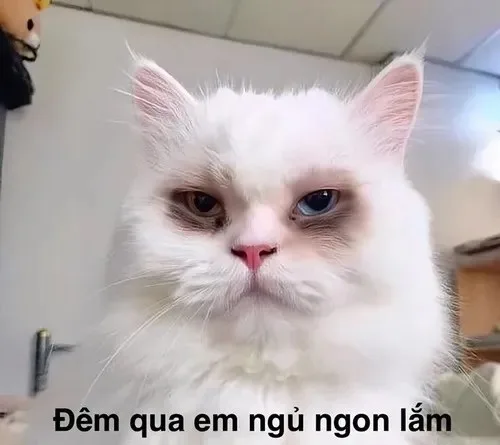 mắt thâm meme