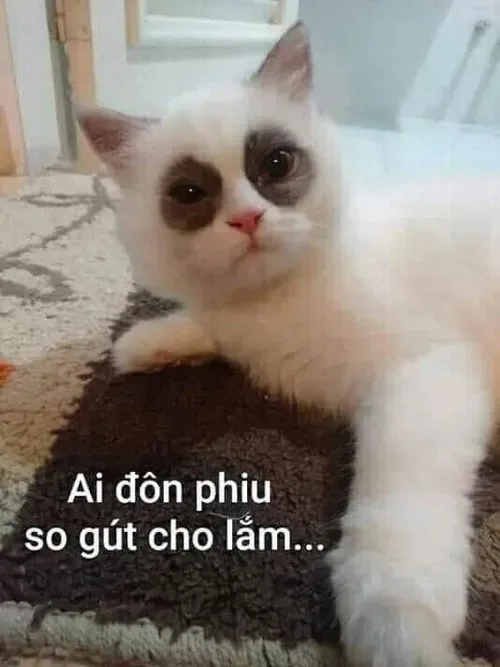 mắt thâm meme