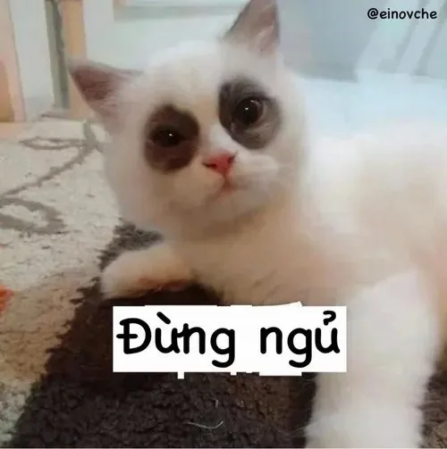 mắt thâm meme