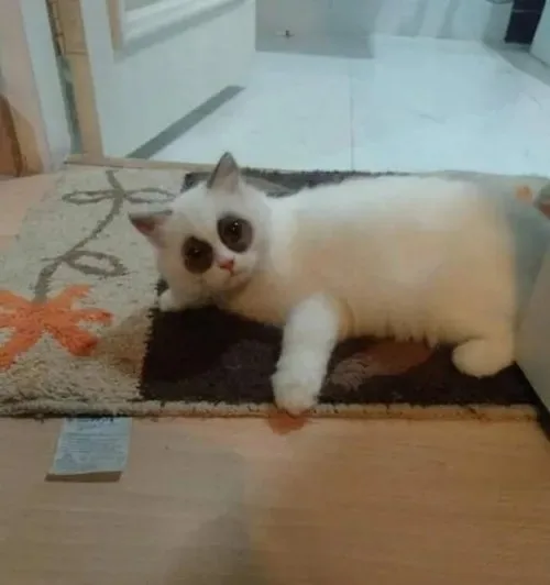 mắt thâm meme