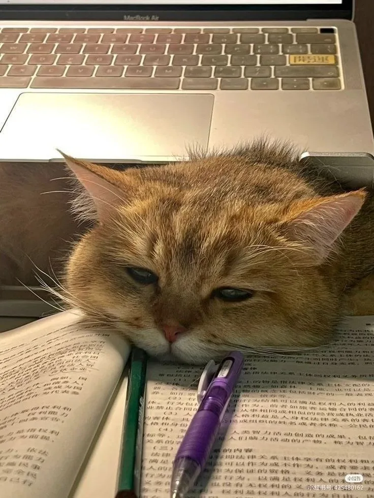 meme làm việc mệt mỏi