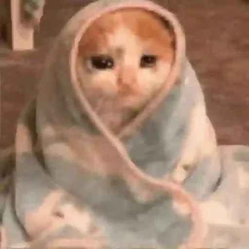 meme mệt mỏi cute