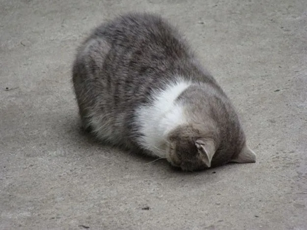meme mệt mỏi cute