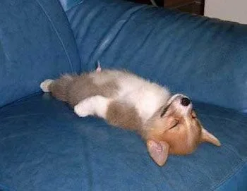 meme mệt mỏi cute