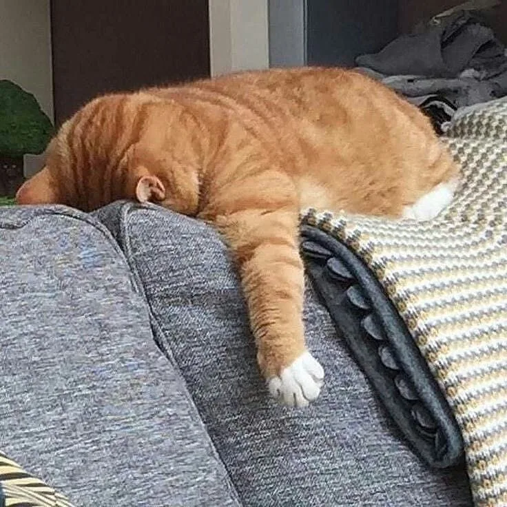 meme mệt mỏi cute