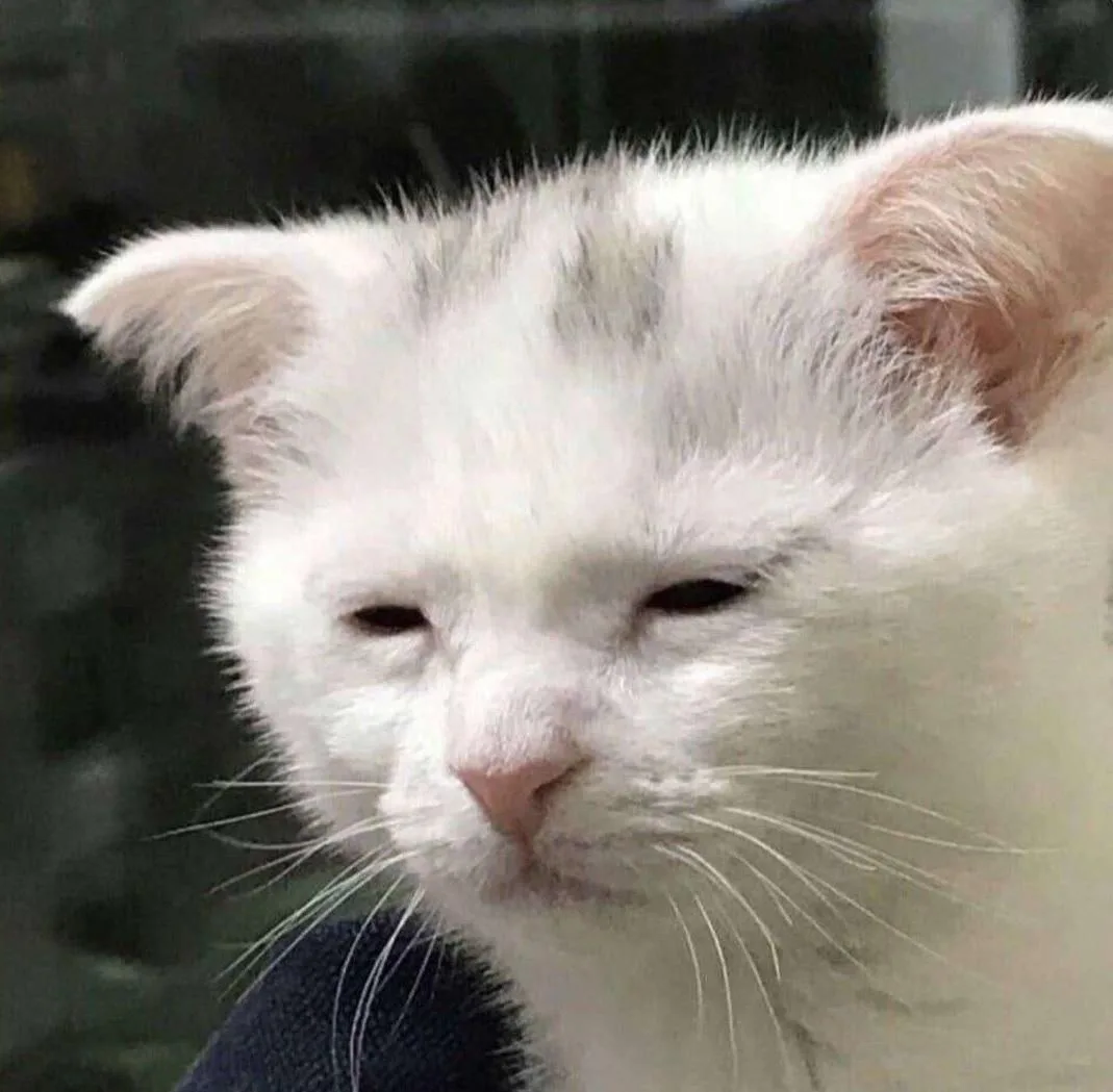 meme mệt mỏi cute
