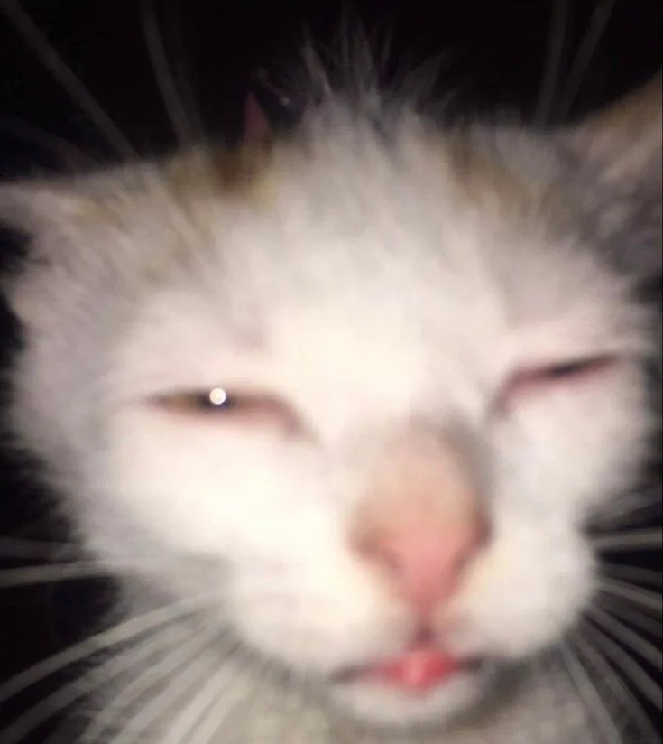 meme mệt mỏi cute