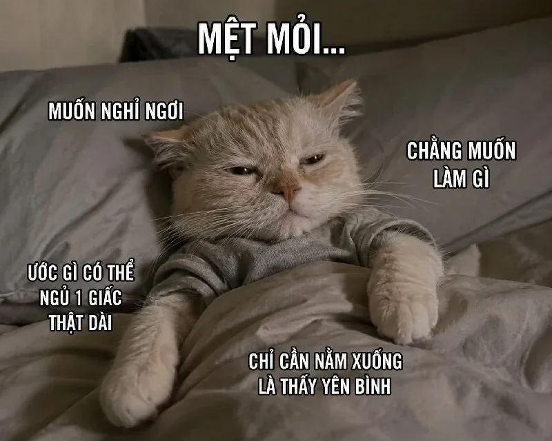 meme quá mệt mỏi rồi