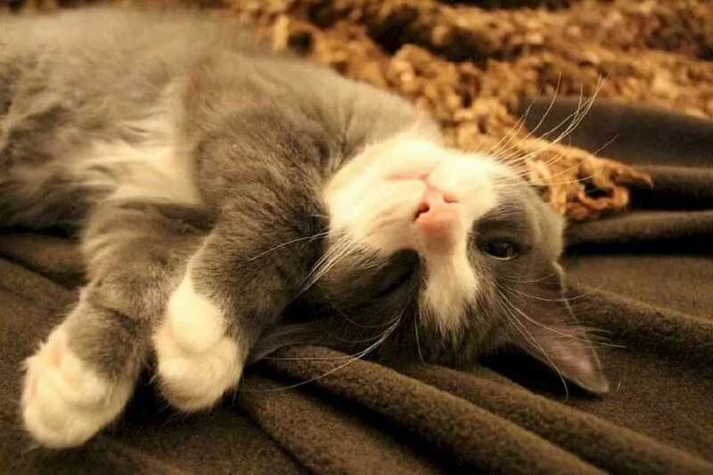 meme mệt mỏi cute