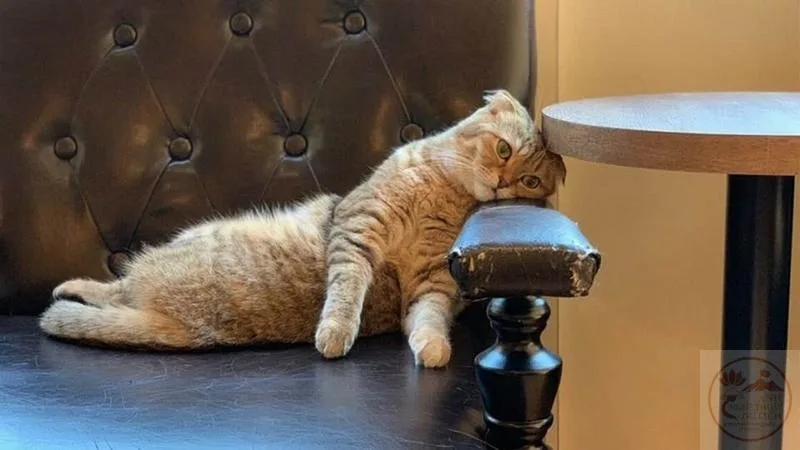 meme mệt mỏi cute