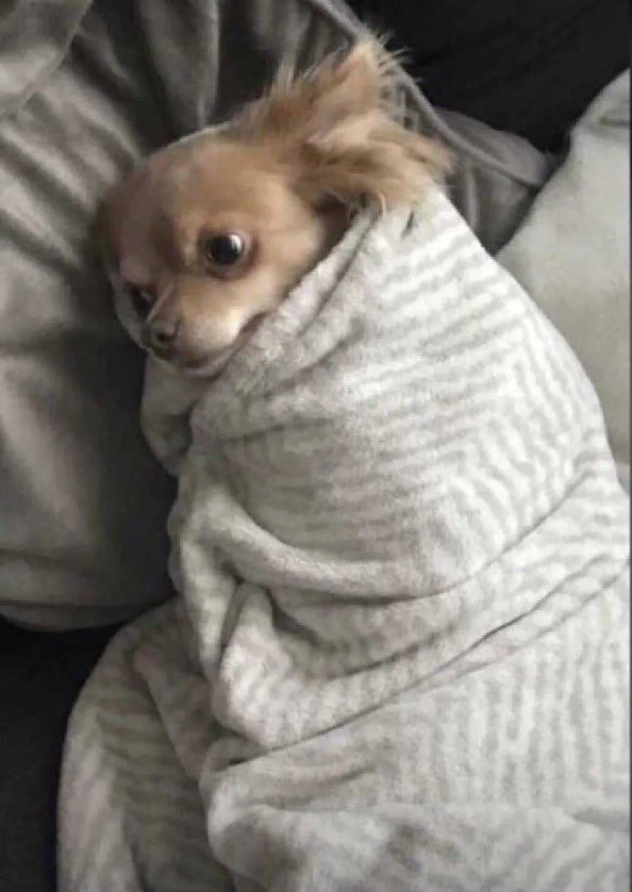 meme mệt mỏi cute