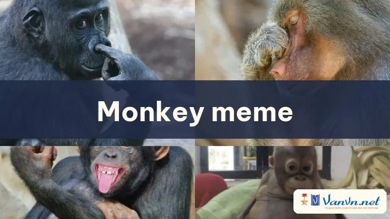 monkey meme