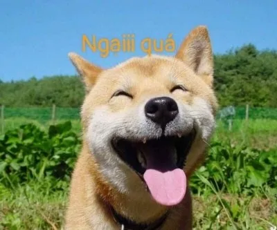 meme ngại quá