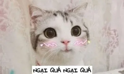 meme ngại quá