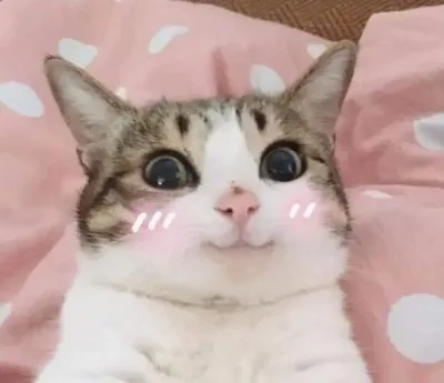 meme ngại đỏ mặt